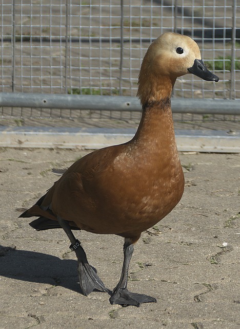 耐克已从乔 耐克已从乔